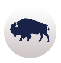 Bison