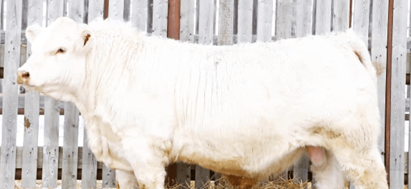 white cow