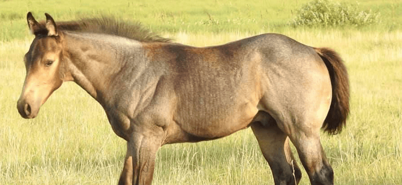 horse