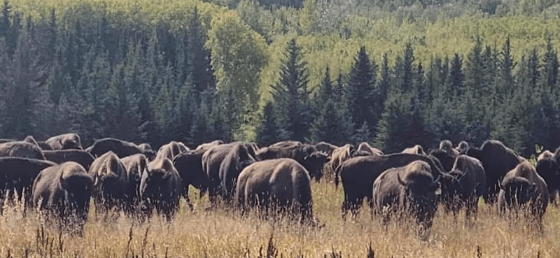 herd