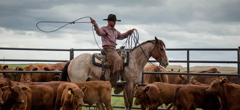 rounding up cattle
