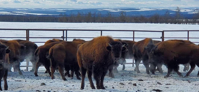 herd