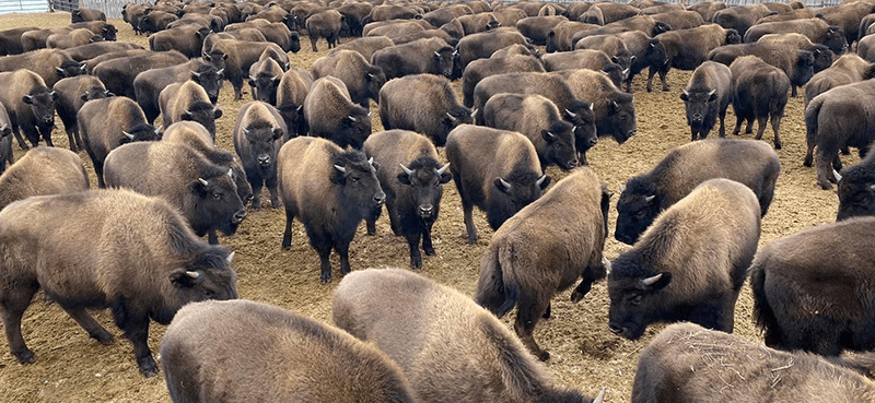 herd